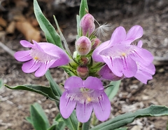 Penstemon eriantherus