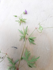 Geranium columbinum