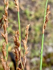 Schoenus brevifolius