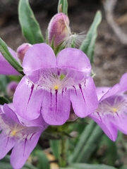Penstemon eriantherus