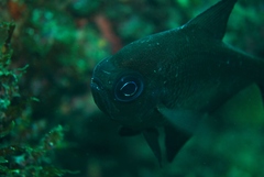 Pempheris multiradiata