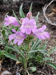 Penstemon eriantherus