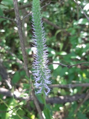 Veronica orchidea