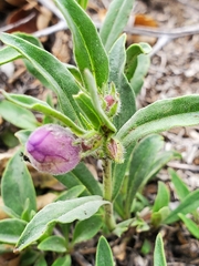 Penstemon eriantherus