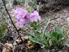 Penstemon eriantherus