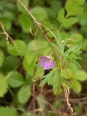 Geranium columbinum