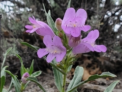 Penstemon eriantherus