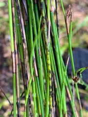 Schoenus brevifolius