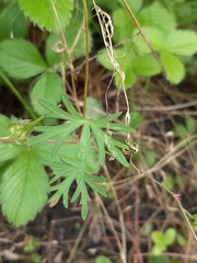 Geranium columbinum