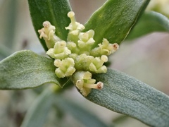 Pimelea microcephala microcephala