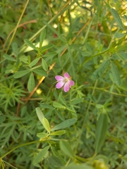 Geranium columbinum