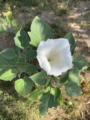 Datura wrightii