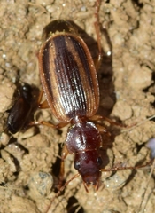 Cymindis lineola