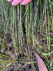 Schoenus brevifolius