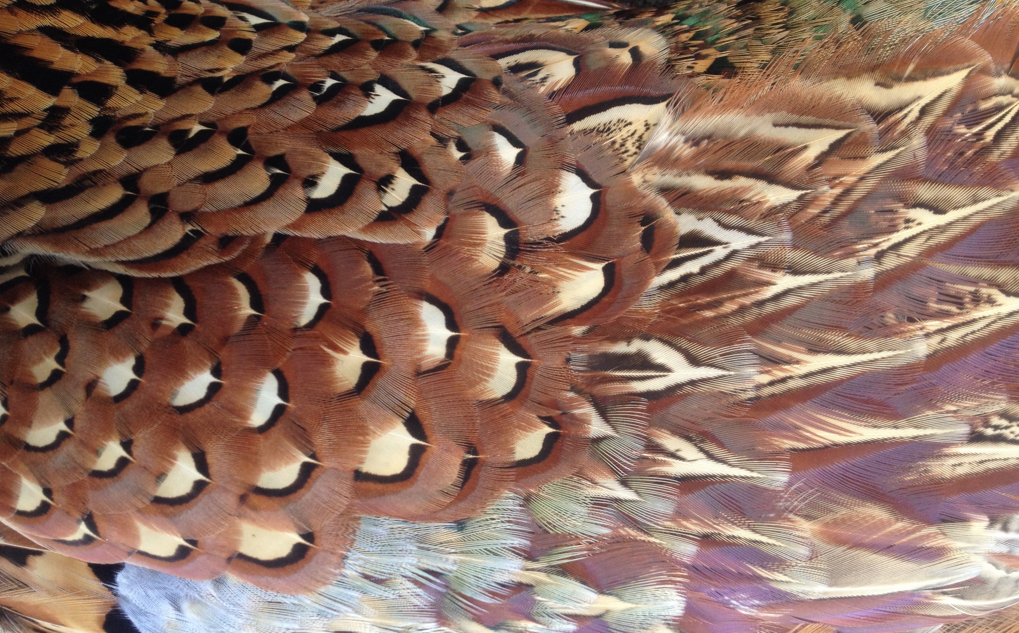 Common Pheasant