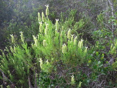 Lavandula viridis