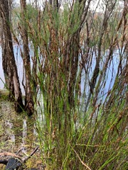 Schoenus brevifolius