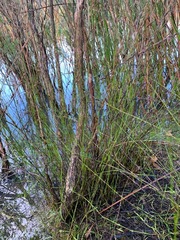 Schoenus brevifolius