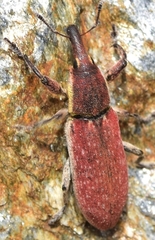 Lixus vilis