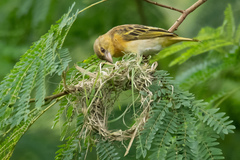 Ploceus jacksoni