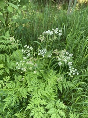 Anthriscus sylvestris