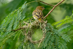 Ploceus jacksoni