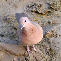 Streptopelia senegalensis