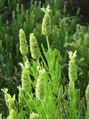 Lavandula viridis