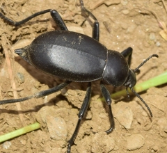 Blaps lusitanica