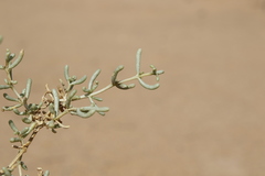 Seidlitzia rosmarinus