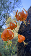 Lilium humboldtii humboldtii