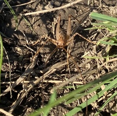 Pleioplectron simplex