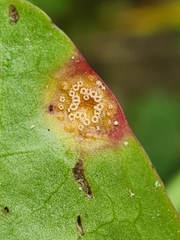 Puccinia dioicae silvatica