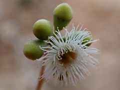Eucalyptus largiflorens