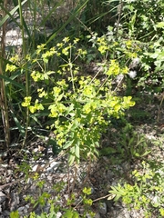 Euphorbia falcata