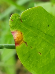 Puccinia dioicae silvatica
