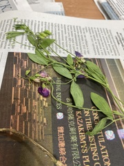 Lathyrus tuberosus