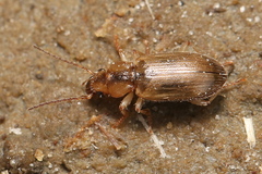 Dicheirotrichus gustavii