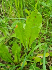 Puccinia dioicae silvatica