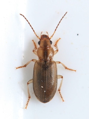 Dicheirotrichus gustavii