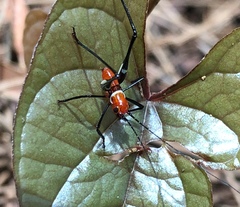 Conocephalus melaenus