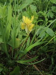 Iris bloudowii