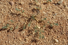 Seetzenia orientalis