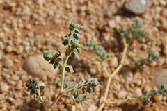 Seetzenia orientalis