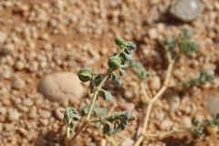 Seetzenia orientalis