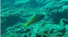 Cyprinocirrhites polyactis