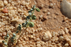 Seetzenia orientalis