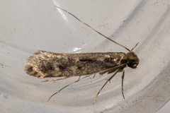 Tinea pallescentella