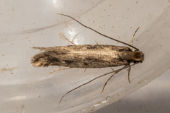 Tinea pallescentella