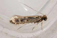 Tinea pallescentella